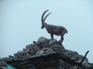 Monte Rosa helyi lakos a háztetőn